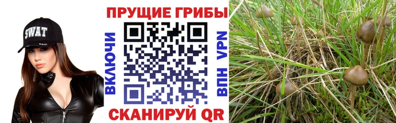 Галлюциногенные грибы мицелий  хочу   Корсаков 
